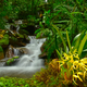 Cloud forest and elfin forest characterized much of the area surveyed on the Zongo RAP expedition. Thick layers of moss, with abundant orchids, ferns and bromeliads were interspersed among bamboo and trees adapted to the montane climate.